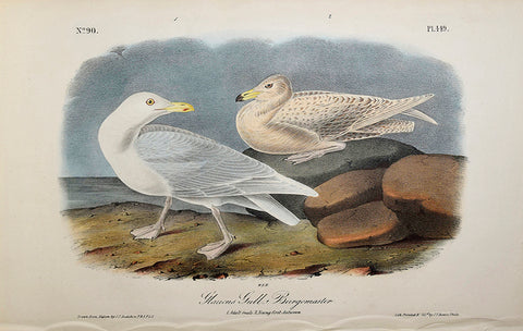 John James Audubon (American, 1785-1851), Pl 449 - Glaucus Gull - Burgomaster