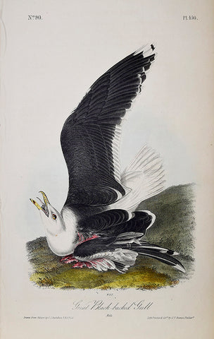 John James Audubon (American, 1785-1851), Pl 450 - Great Black-backed Gull