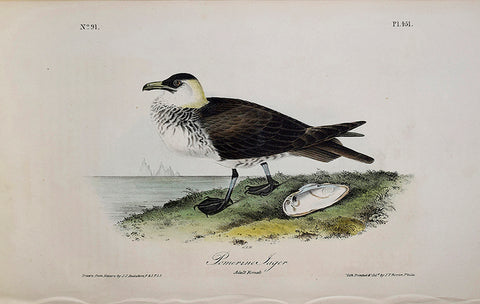 John James Audubon (American, 1785-1851), Pl 451 - Pomerine Jager