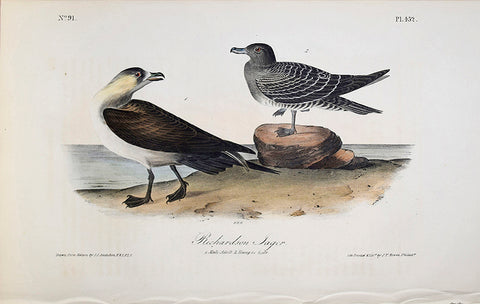 John James Audubon (American, 1785-1851), Pl 452 - Richardson Jager