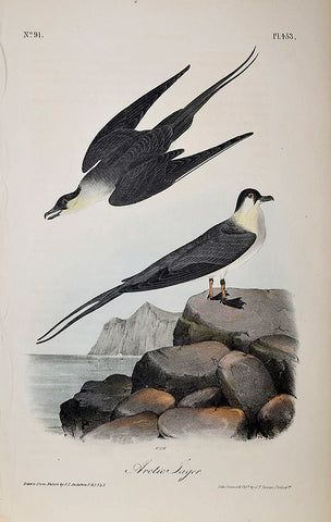 John James Audubon (American, 1785-1851), Pl 453 - Arctic Jager
