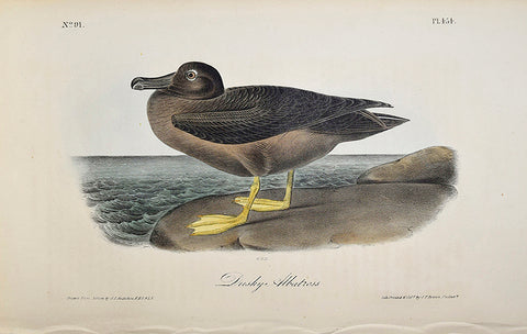 John James Audubon (American, 1785-1851), Pl 454 - Dusky Albatross