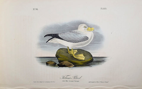 John James Audubon (American, 1785-1851), Pl 455 - Fulmar Petrel