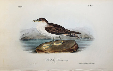 John James Audubon (American, 1785-1851), Pl 456 - Wandering Shearwater