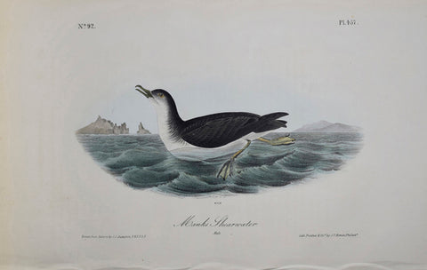 John James Audubon (American, 1785-1851), Pl 457 - Manks Shearwater