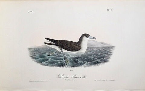 John James Audubon (American, 1785-1851), Pl 458 - Dusky Shearwater