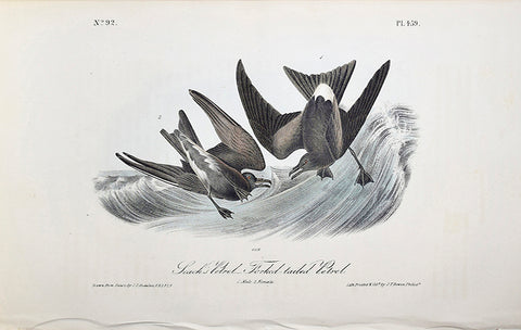John James Audubon (American, 1785-1851), Pl 459 - Leach's Petrel Forked-tailed Petrel