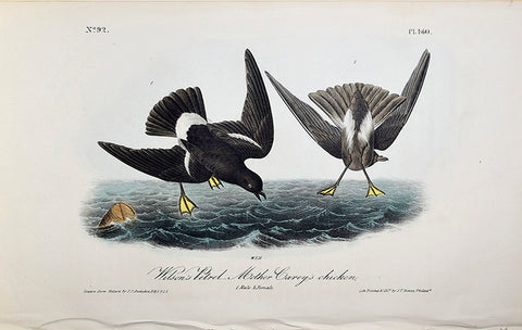John James Audubon (American, 1785-1851), Pl 460 - Wilson's Petrel Mother Careys chicken