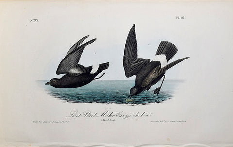 John James Audubon (American, 1785-1851), Pl 461 - Least Petrel Mother Carey's chicken