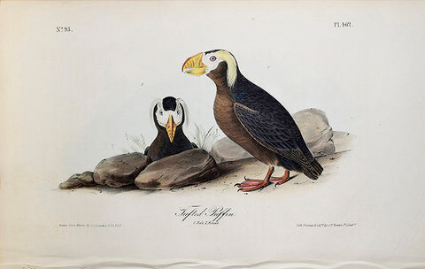 John James Audubon (American, 1785-1851), Pl 462 - Tufted Puffin
