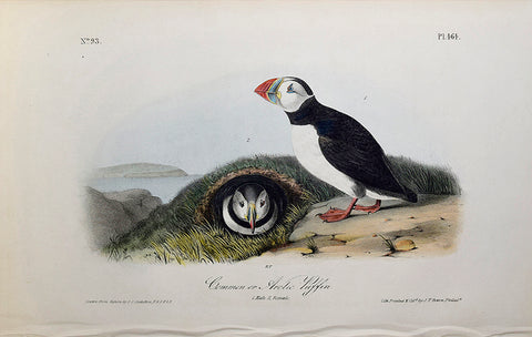 John James Audubon (American, 1785-1851), Pl 464 - Common or Arctic Puffin