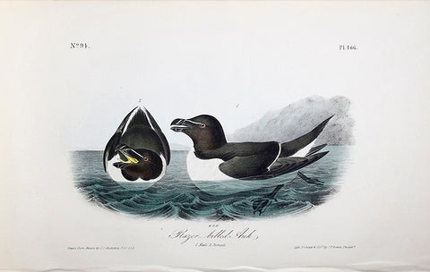 John James Audubon (American, 1785-1851), Pl 466 - Razor-billed Auk