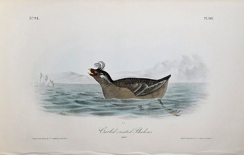 John James Audubon (American, 1785-1851), Pl 467 - Curled-crested Phaleris
