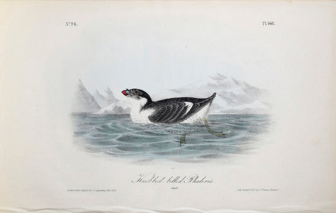 John James Audubon (American, 1785-1851), Pl 468 - Knobbed-billed Phaleris