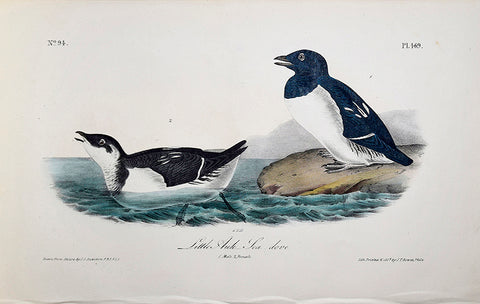 John James Audubon (American, 1785-1851), Pl 469 - Little Auk - Sea dove