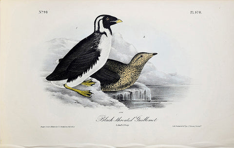 John James Audubon (American, 1785-1851), Pl 470 - Black-throated Guillemot