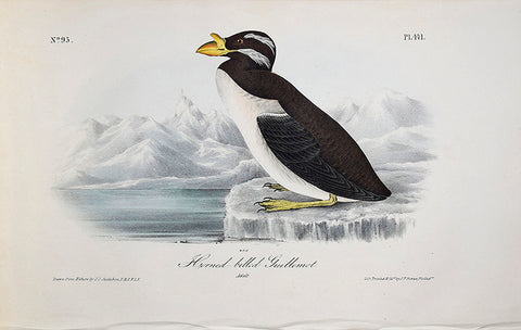 John James Audubon (American, 1785-1851), Pl 471 - Horned-billed Guillemot