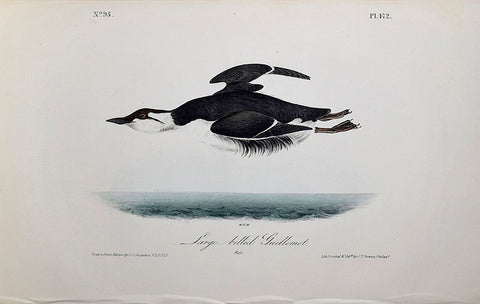 John James Audubon (American, 1785-1851), Pl 472 - Large-billed Guillemot