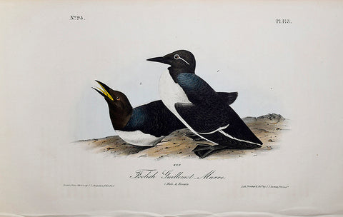 John James Audubon (American, 1785-1851), Pl 473 - Foolish Guillemot Murre