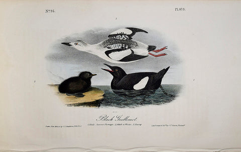 John James Audubon (American, 1785-1851), Pl 474 - Black Guillemot