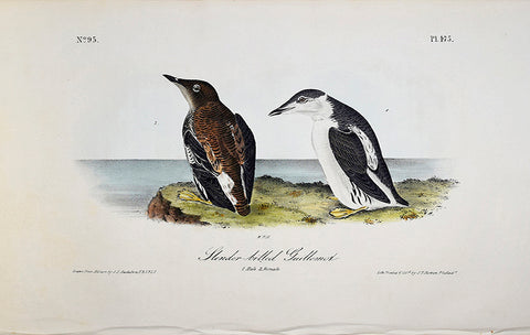 John James Audubon (American, 1785-1851), Pl 475 - Slender-billed Guillemot