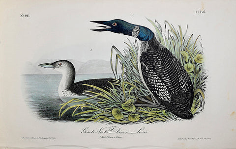 John James Audubon (American, 1785-1851), Pl 476 - Great North Diver - Loon