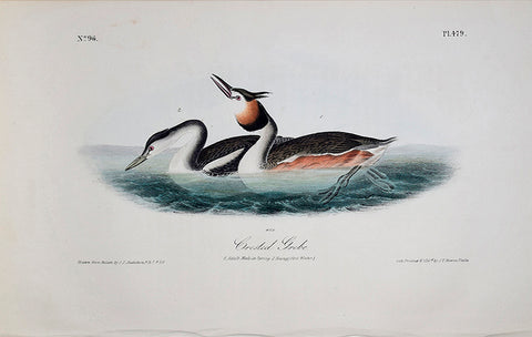 John James Audubon (American, 1785-1851), Pl 479 - Crested Grebe