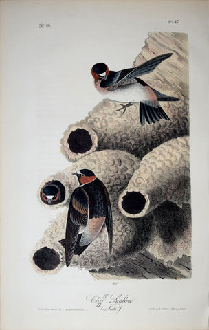 John James Audubon (American, 1785-1851), Pl 47 - Cliff Swallow (Nests)