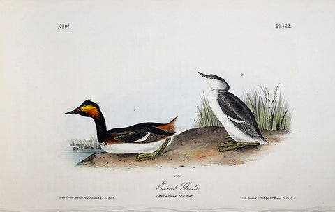 John James Audubon (American, 1785-1851), Pl 482 - Eared Grebe
