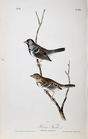 John James Audubon (American, 1785-1851), Pl 484 - Harris' Finch