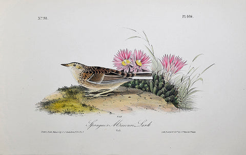 John James Audubon (American, 1785-1851), Pl 486 - Sprague's Missouri Lark