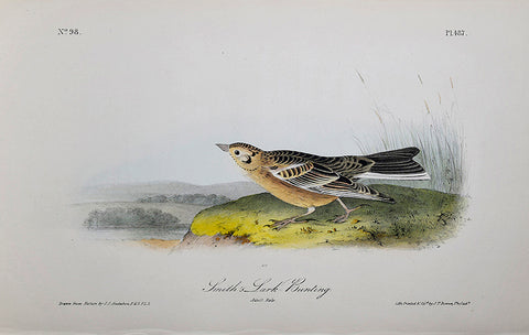 John James Audubon (American, 1785-1851), Pl 487 - Smith's Lark Bunting