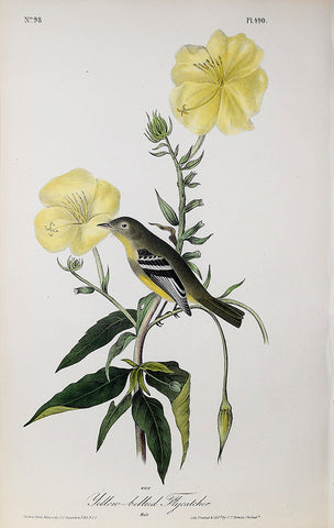 John James Audubon (American, 1785-1851), Pl 490 - Yellow-bellied Flycatcher