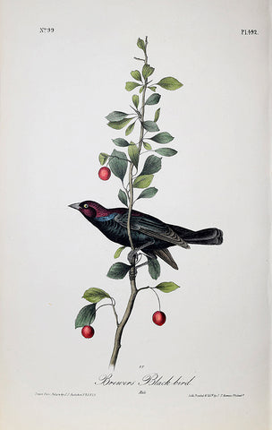 John James Audubon (American, 1785-1851), Pl 492 - Brewers Black-bird