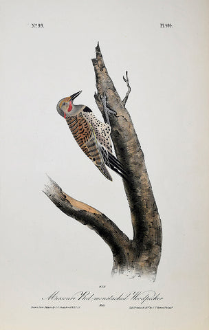 John James Audubon (American, 1785-1851), Pl 494 - Missouri Red-moustached Woodpecker
