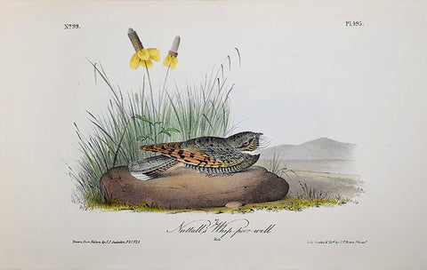 John James Audubon (American, 1785-1851), Pl 495 - Nuttall's Whip-poor-will