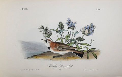 John James Audubon (American, 1785-1851), Pl 497 - Western Shore Lark