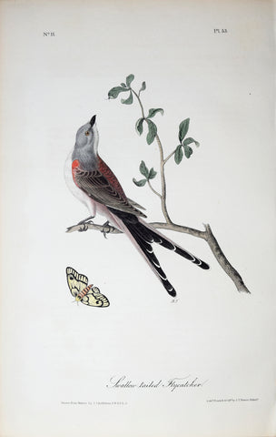 John James Audubon (American, 1785-1851), Pl 53 - Swallow-tailed Flycatcher