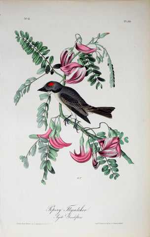 John James Audubon (American, 1785-1851), Pl 55 - Pipiry Flycatcher