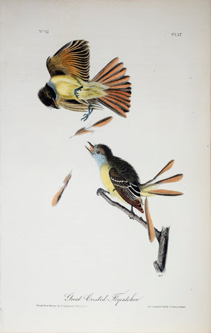 John James Audubon (American, 1785-1851), Pl 57 - Great Crested Flycatcher