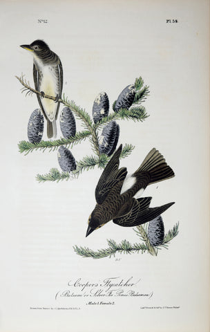 John James Audubon (American, 1785-1851), Pl 58 - Cooper's Flycatcher