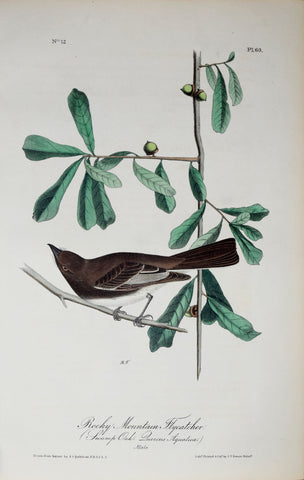 John James Audubon (American, 1785-1851), Pl 60 - Rocky Mountain Flycatcher
