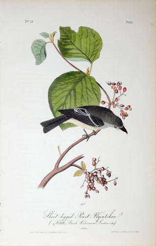 John James Audubon (American, 1785-1851), Pl 61 - Short-legged Pewit Flycatcher