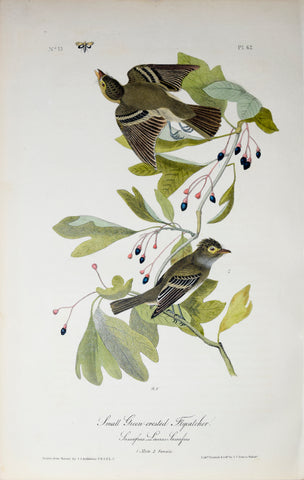 John James Audubon (American, 1785-1851), Pl 62 - Small Green-crested Flycatcher