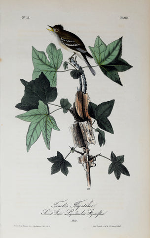 John James Audubon (American, 1785-1851), Pl 65 - Traill's Flycatcher