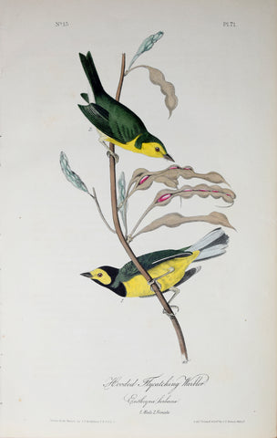 John James Audubon (American, 1785-1851), Pl 71 - Hooded Flycatching Warbler