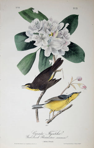 John James Audubon (American, 1785-1851), Pl 72 - Canada Flycatcher