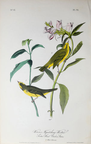 John James Audubon (American, 1785-1851), Pl 75 - Wilson's Flycatching-Warbler