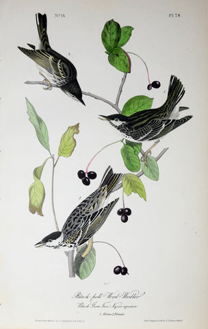 John James Audubon (American, 1785-1851), Pl 78 - Black-poll Wood-Warbler