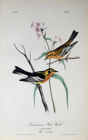 John James Audubon (American, 1785-1851), Pl 87 - Blackburnian Wood-Warbler